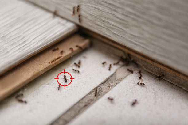Best Ant Control Services  in Baidland, PA