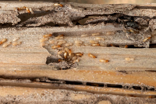 Best Wasp Removal Services  in Baidland, PA